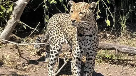 Leopard taken by a guest in Botswana