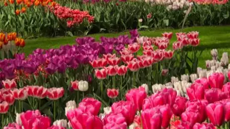 Colourful tulips in a feild, Amsterdam