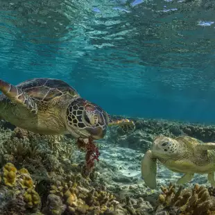 A pair of green turtles swimming on the Great Barrier Reef