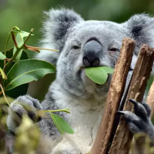 Koala at Lone Pine Koala Sanctuary in Brisbane, Australia
