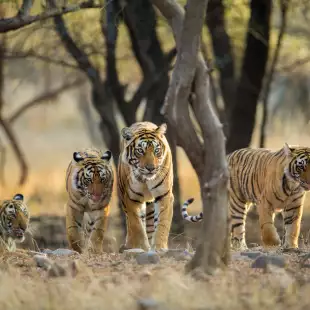 four tigers, three moving and one laying down, underneath the shade of trees