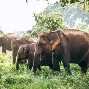 Elephant family near the pond in national nature park Udawalawe, Sri Lanka