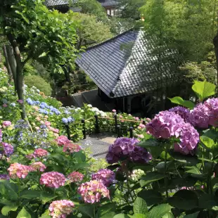 Top view of Kamakura Hasedera Buddhist temple in Kamakura, Japan
