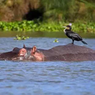 Cormorant bird on hippo at Lake Naivasha in Kenya, Africa