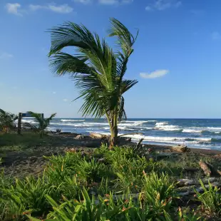 A palm tree blowing in the ocean breeze from the nearby sea