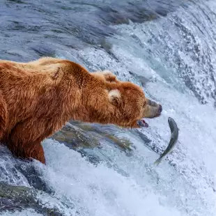 Grizzly bears fishing for salmon at the Katmai National Park in Alaska
