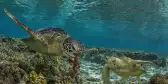 A pair of green turtles swimming on the Great Barrier Reef