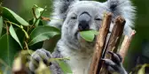 Koala at Lone Pine Koala Sanctuary in Brisbane, Australia