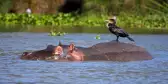 Cormorant bird on hippo at Lake Naivasha in Kenya, Africa