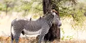 Male Grevy's Zebra standing amongst grasslands and a tree