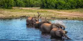 A family of elephants drinking from the Chobe River, Botswana