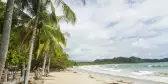 Tall palm trees along Playa Garza beach in Nosara, Costa Rica