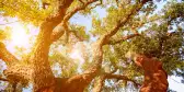 Old cork oak tree during the evening sun in Alentejo, Portugal