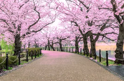 Walking path under beautiful cherry tree tunnel in Tokyo, Japan