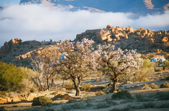 Almond blossom in a sparse, rocky landscape
