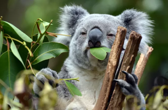 Koala at Lone Pine Koala Sanctuary in Brisbane, Australia