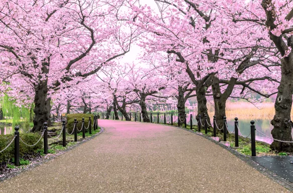 Walking path under beautiful cherry tree tunnel in Tokyo, Japan