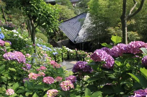 Top view of Kamakura Hasedera Buddhist temple in Kamakura, Japan