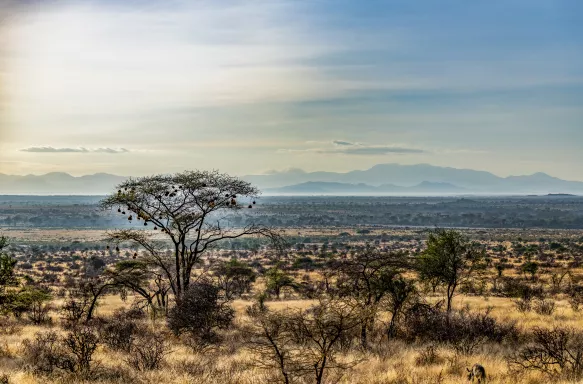 Samburu National Reserve plains with acacia and thorn trees at Great Rift Valley, Kenya