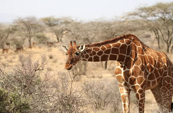 Stunning Giraffe leaning towards bush in the Kenyan desert