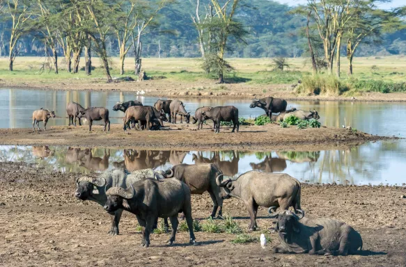 Herd of African buffalos at natural water pond in Lake Nakuru National Park, Kenya