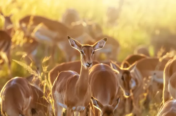 A large group of Impala, with one looking directly into the camera