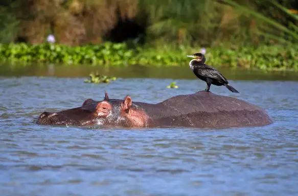Cormorant bird on hippo at Lake Naivasha in Kenya, Africa