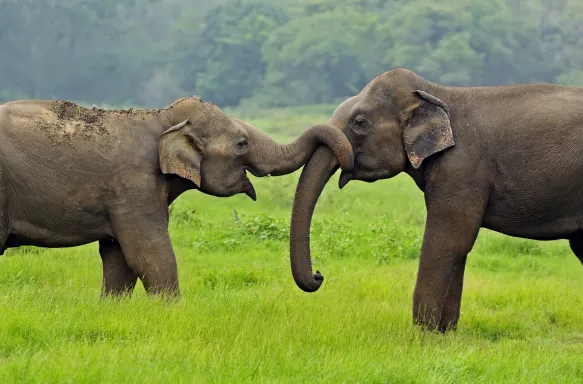 Two elephants in the wild, one wrapping their trunk around the others trunk on the island of Sri Lanka.
