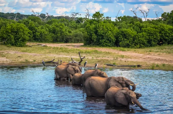 A family of elephants drinking from the Chobe River, Botswana