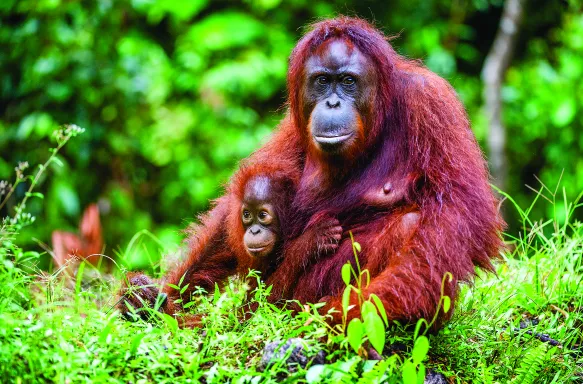 Bornean orangutan with a cub amongst rainforest in Borneo, Indonesia