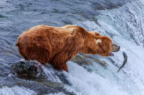 Grizzly bears fishing for salmon at the Katmai National Park in Alaska
