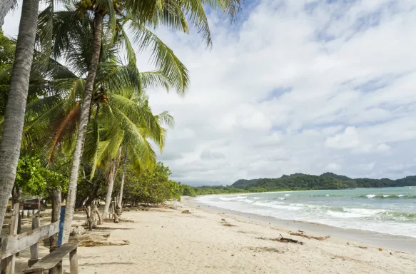 Tall palm trees along Playa Garza beach in Nosara, Costa Rica
