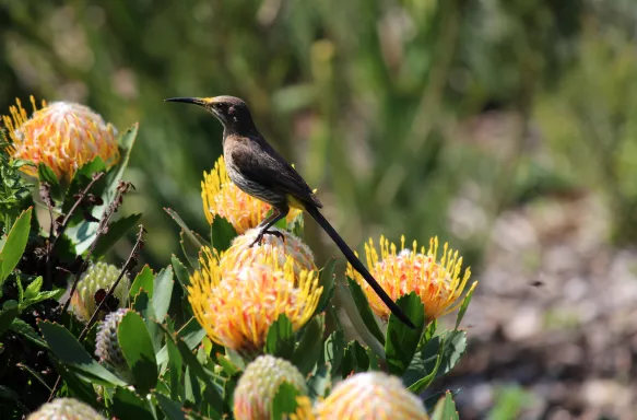 Cape sugarbird perched on protea flowers, South Africa