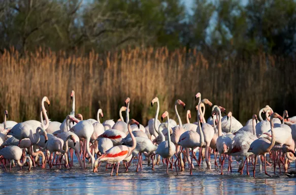 Group of European greater flamingos walking in shallow water of a swamp