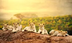 Lion cubs laying together waiting patiently for their mother