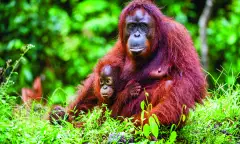 Bornean orangutan with a cub amongst rainforest in Borneo, Indonesia