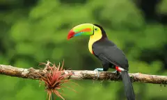 Colourful toucan sitting on a branch with greenery out of focus in the background