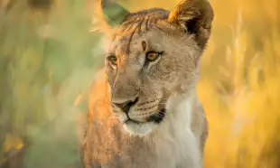 Calm lioness in a grassfield gazing to the left 