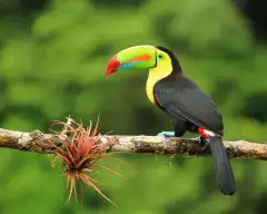Colourful toucan sitting on a branch with greenery out of focus in the background