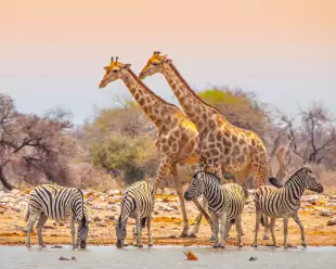 Two giraffes and four zebras at waterhole in Etosha National Park, Namibia