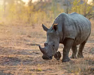 Full-length shot of a rhinoceros in the wild.