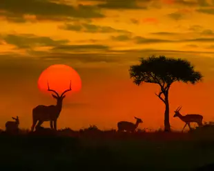 African sunset with silhouette of the animals and a singular tree.