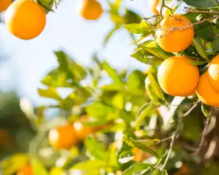 Orange tree with fresh oranges growing in the sunlight in the province of Valencia, Spain