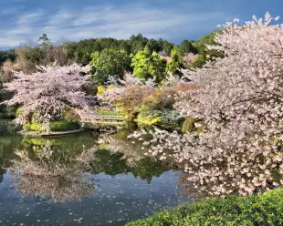 Cherry blossom trees and pond at Ryoanji temple gardens in Kyoto, Japan