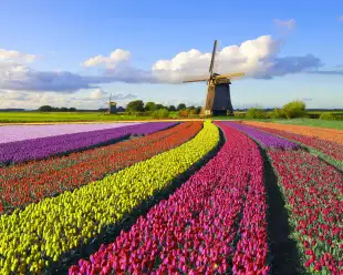 Colourful tulip field in front of a Dutch windmill under a nicely clouded sky