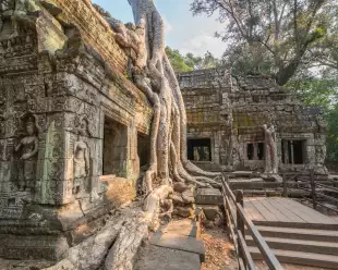 The ancient temple of Ta Prohm at Angkor Wat, Cambodia. Intertwining jungle trees roots and masonry ancient structures. 