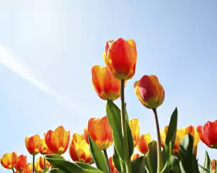 Yellow and red tulips against a blue sky from a low point of view.