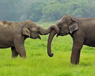 Two elephants in the wild, one wrapping their trunk around the others trunk on the island of Sri Lanka.