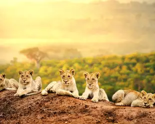 Lion cubs laying together waiting patiently for their mother