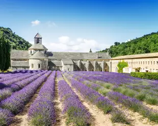 Rows of lavender flowers blooming in front of the Abbey of Senanque in Provence, France